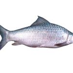 Mrigal Fish 1kg