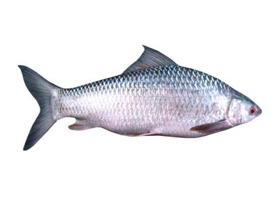 Mrigal