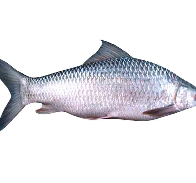 Mrigal Fish 1kg