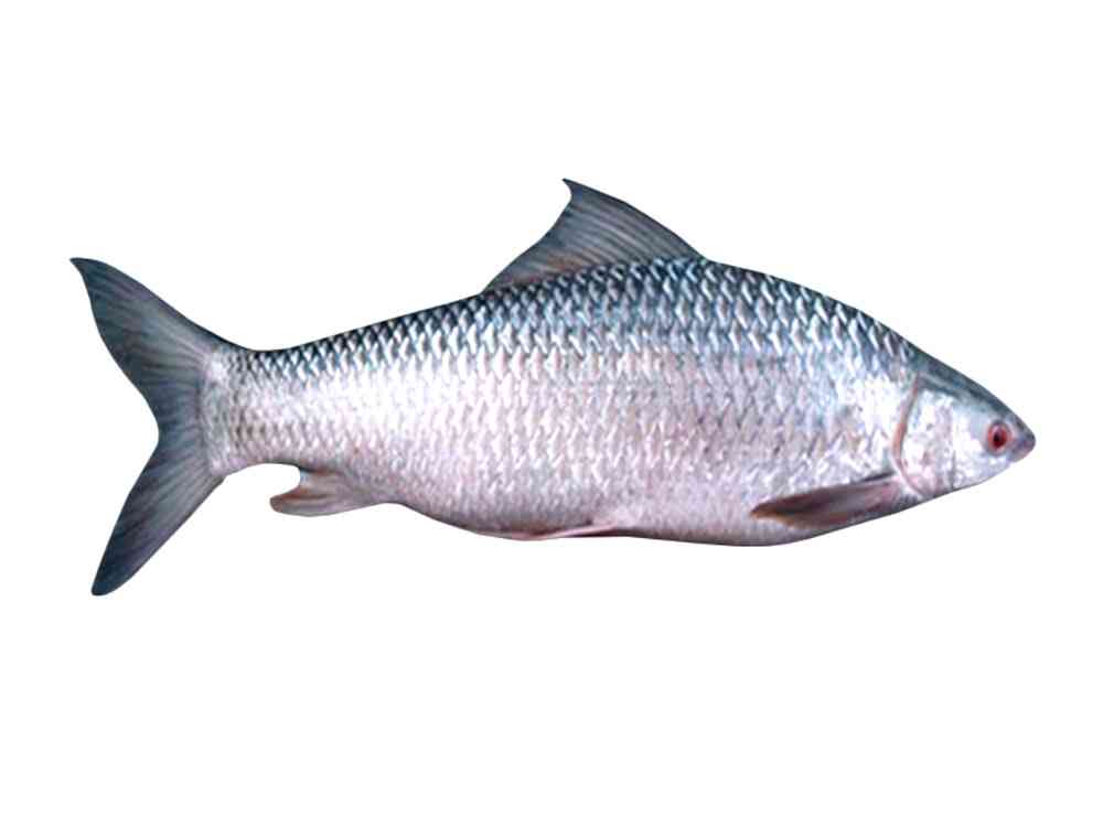 Mrigal Fish 1kg