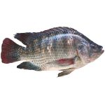 Tilapia Fish (Medium)