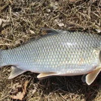 Rough Fish 1kg