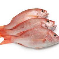 Red Snapper Fish