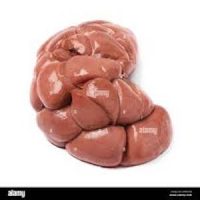 Fresh Kidney