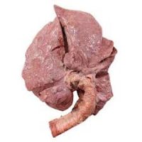 Fresh Lungs