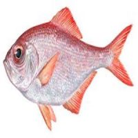 Red Bream (1.450kg)