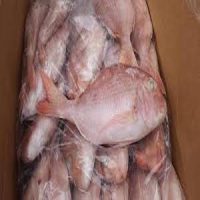 Box of Red Bream (10kg)