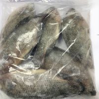 Fresh Tilapia fish whole 800g-1kg