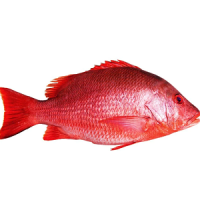 Fresh Red Brim Fish