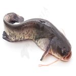 Fresh catfish