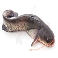 Fresh catfish