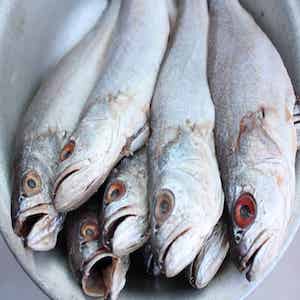 Fresh croaker fish