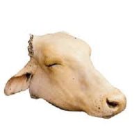 Fresh cow face