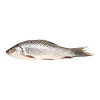 ROHU FISH 1KG