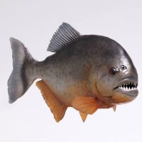 FEARSOME FISH 1PC