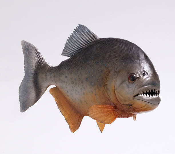 FEARSOME FISH 1PC