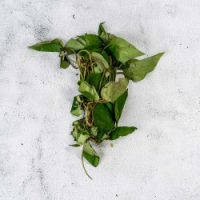 Fresh Uziza Leaves Bunch