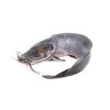 Frozen Catfish 300g-500g