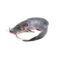 Frozen Catfish 300g-500g