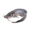 Frozen Catfish 500g-800g