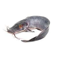 Frozen Catfish 500g-800g