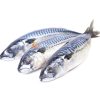 Frozen Mackerel 400-600g