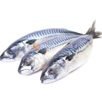 Frozen Mackerel 400-600g
