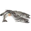 Headless Hake Fish