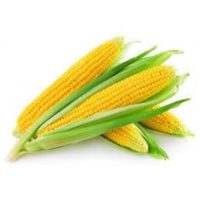 Nigerian Corn/ Maize - 1 Piece