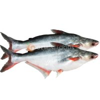 Pangasius Whole