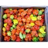 Scotch Bonnet Rodo (Hot Pepper) Box