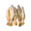 Yellow Croaker 400g-800g