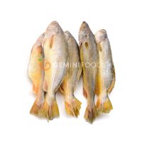 Yellow Croaker 400g-800g