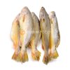Yellow Croaker 800g-1200g